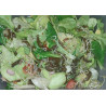 Salade NutriMax